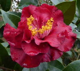 Bob Hope Camellia, Camellia japonica 'Bob Hope'